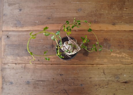火星人　Fockea edulis