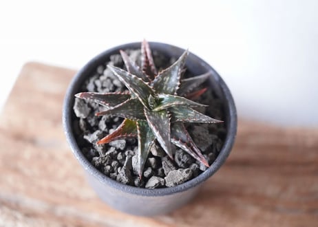 Aloe jucunda