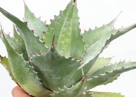 Agave ovatifolia Kelly Griffin selection