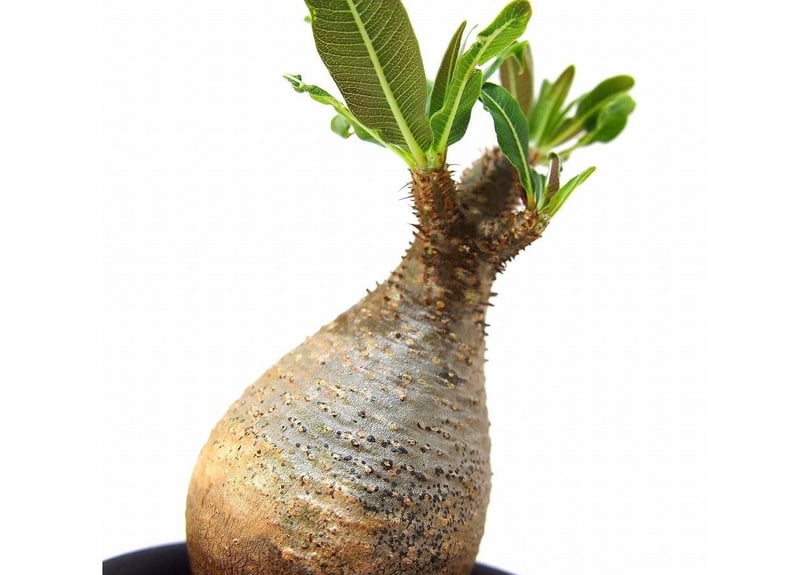 Pachypodium Gracilius パキポディウム グラキリス №1 little