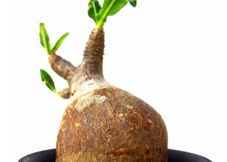 Pachypodium Gracilius パキポディウム  グラキリス  №5  little