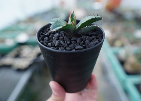 アガベ　チタノタ　 ブラックアンドブルー 　Agave titanota black and blue　No.13