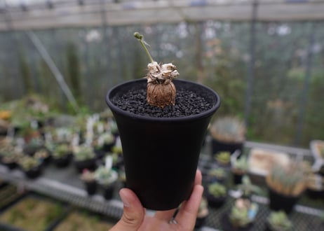 オトンナsp　スタインコフ　Othonna steinkopf　No.2