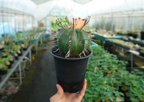 ユーフォルビア　スーパーバリダ　Euphorbia super valida  No.3