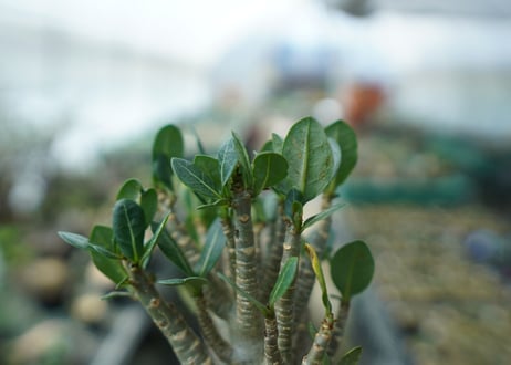 アデニウム　Adenium　No.1
