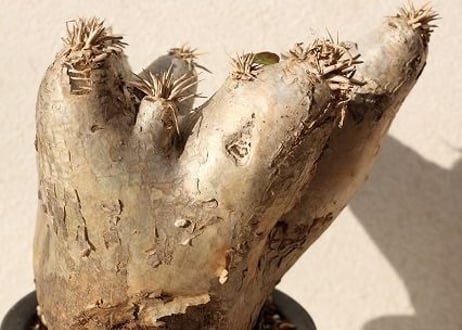 Pachypodium eburneum　パキポディウム　エブレネウム  no.1