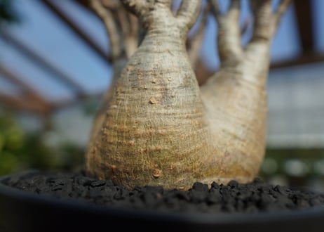 パキポディウム　グラキリス　No.3