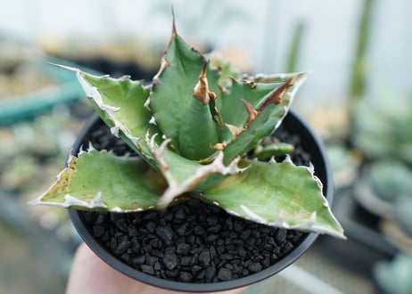 アガベ　チタノタ 　Agave titanota　No.1