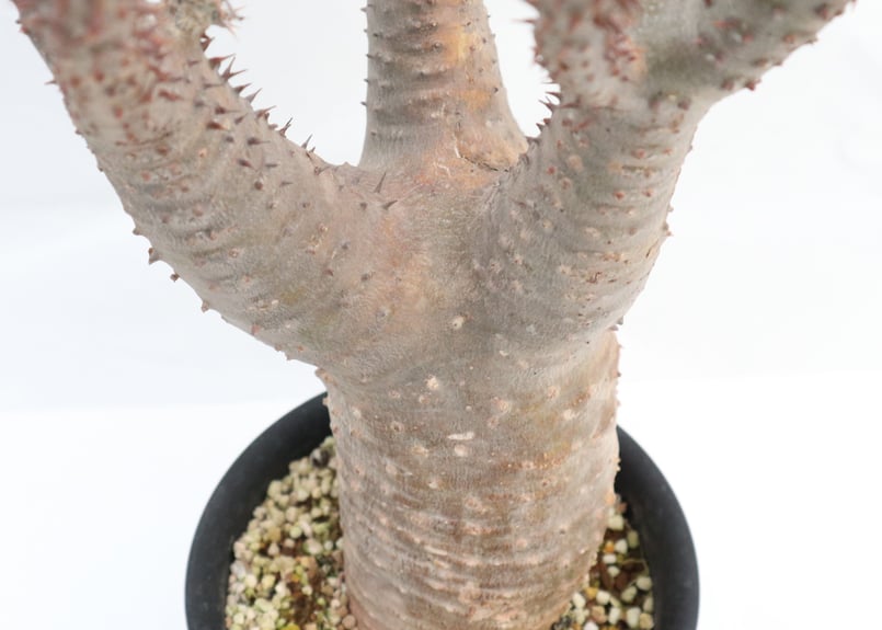 多頭株 塊根植物 パキポディウム マカイエンセ きれいな分頭】【発根済】パキポディウム マカイエンセ 魔界玉