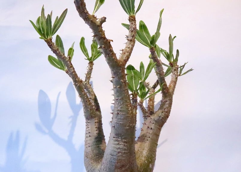 パキポディウム マカイエンセ №2 | mana's farm:塊根植物・アガベ