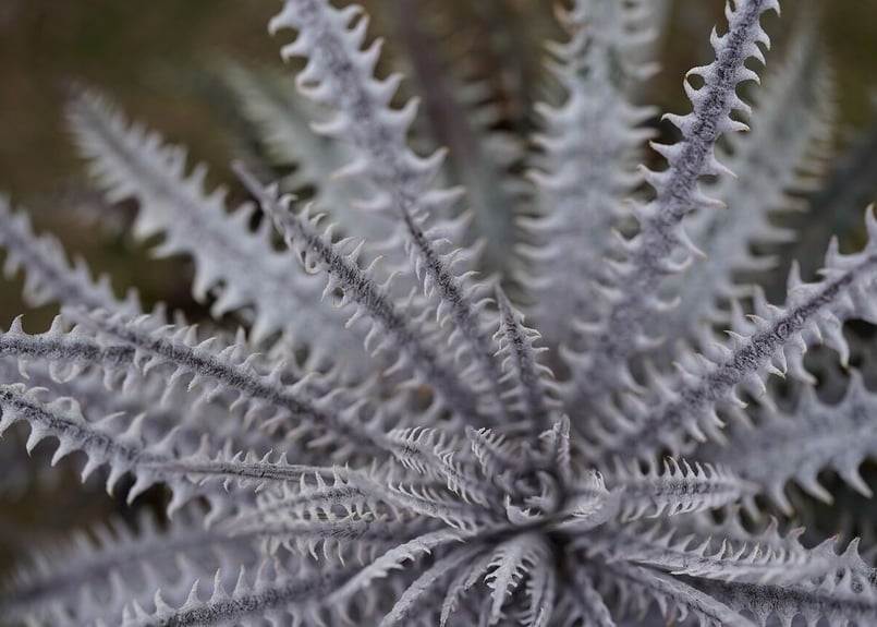 Dyckia Hillary | mana's farm:塊根植物・アガベ・ドライガーデン植物