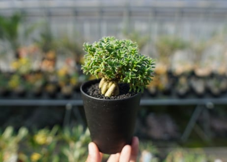 トリコディアデマ ステラツム　Trichodiadema stellatum