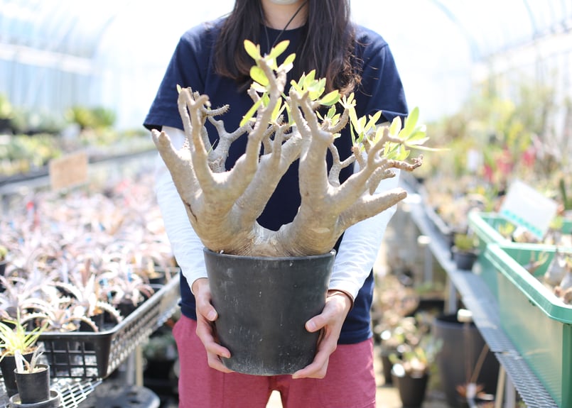 パキポディウム マカイエンセ | mana's farm:塊根植物・アガベ・ドライ