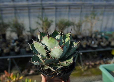 アガベ　チタノタ　 ブラックアンドブルー 　Agave titanota black and blue  No.1