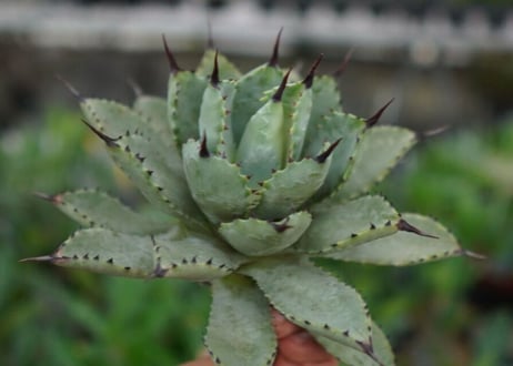 agave Potatorum×Macroacantha　”八荒雷神”　№7