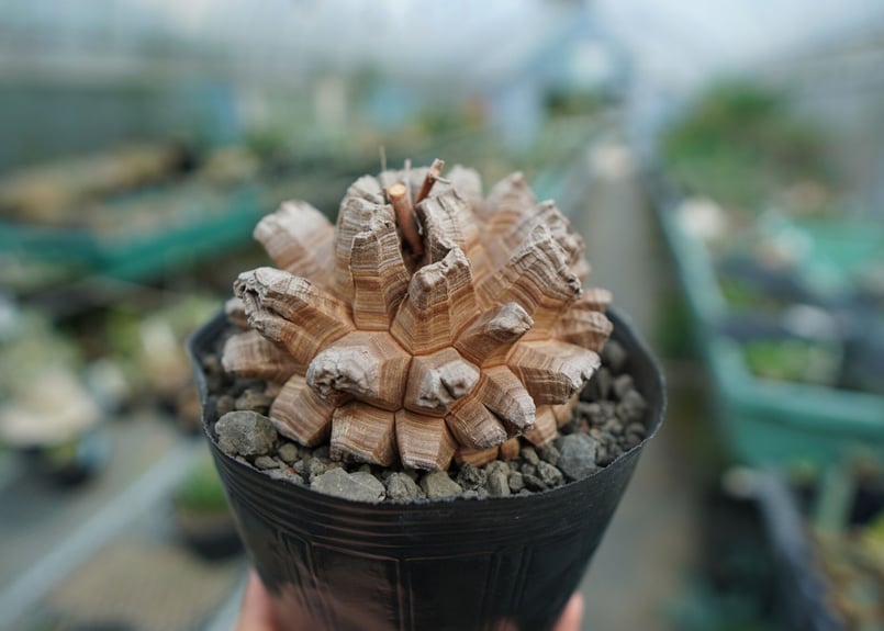 亀甲竜　長谷川園芸　Dioscorea elephantipes　鉢付き 長谷川園芸産】亀甲竜 Dioscorea elephantipes 5寸 | mana's