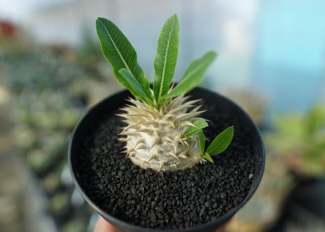 パキポディウム　恵比寿大黒　Pachypodium Densicaule　No.7