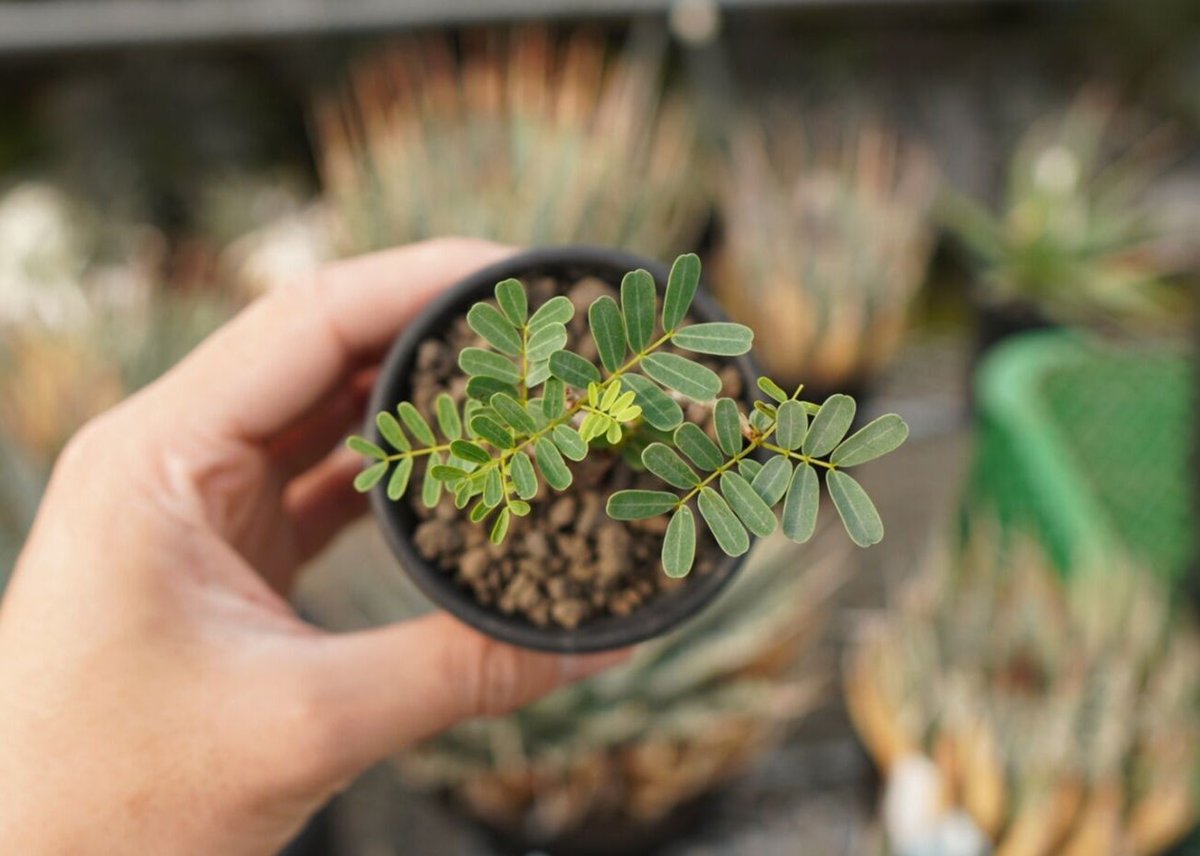 センナ メリディオナリス | mana's farm:塊根植物・アガベ・ドライ