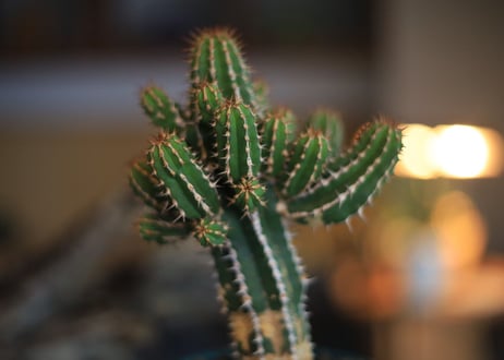 ユーフォルビア　 大正キリン  Euphorbia echinus