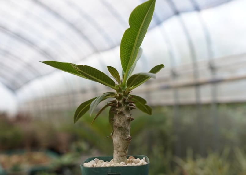 パキポディウム バロニー NO.1 | mana's farm:塊根植物・アガベ