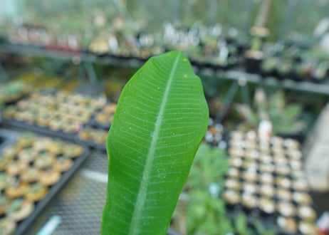 ユーフォルビア　ピグエリー　Euphorbia viguieri
