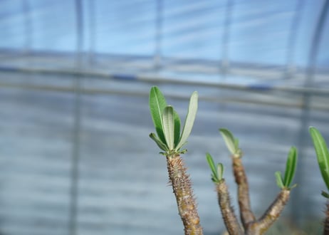 パキポディウム　グラキリス　 Pachypodium Gracilius　No.1