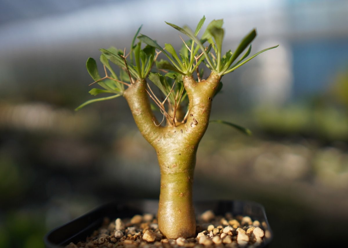 スタッフ一押し】オトンナ ユーフォルビオイデス 【2】 | mana's farm