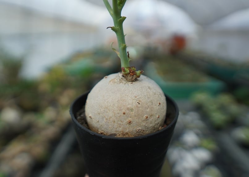 ヤトロファ 錦珊瑚 Jatropha cathartica | mana's farm:塊根植