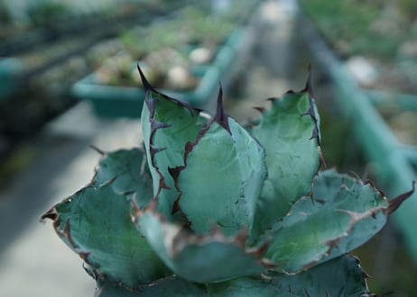 アガベ　チタノタ　 ブラックアンドブルー 　Agave titanota black and blue　No.5