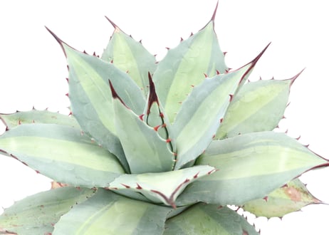 Agave　Parryi　Excelsior アガベ 吉祥天