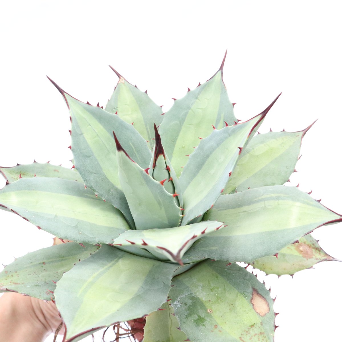 Agave Parryi Excelsior アガベ 吉祥天 | mana's farm:塊根