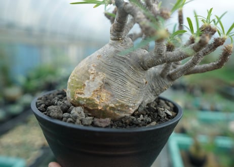 パキポディウム　グラキリス　 Pachypodium Gracilius　No.3