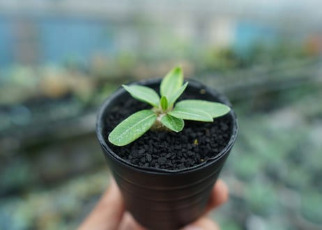 パキポディウム　恵比寿笑い　Pachypodium brevicaule　No.3
