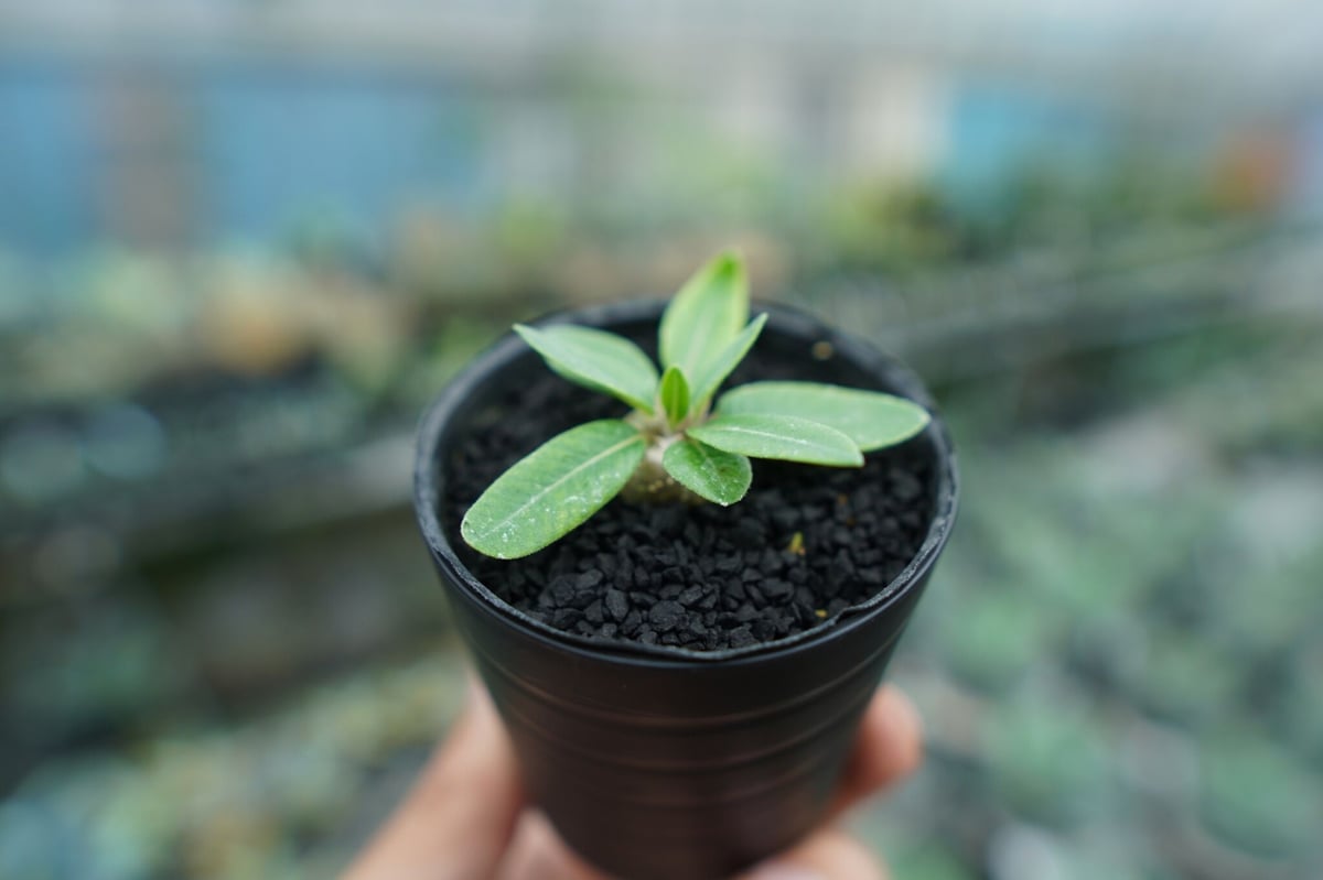 パキポディウム 恵比寿笑い Pachypodium brevicaule No.3 | man
