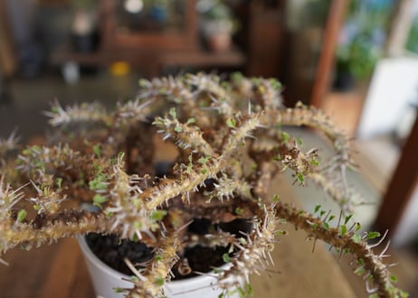 サルコカウロン クラシカウレ　Sarcocaulon crassicaule
