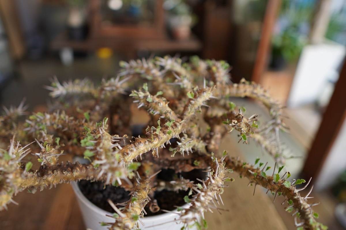 サルコカウロン クラシカウレ Sarcocaulon crassicaule | mana's