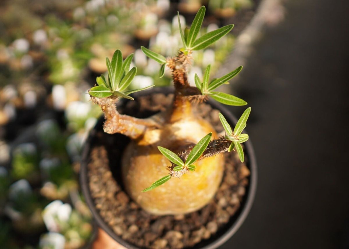 パキポディウムグラキリス2頭【現地球】