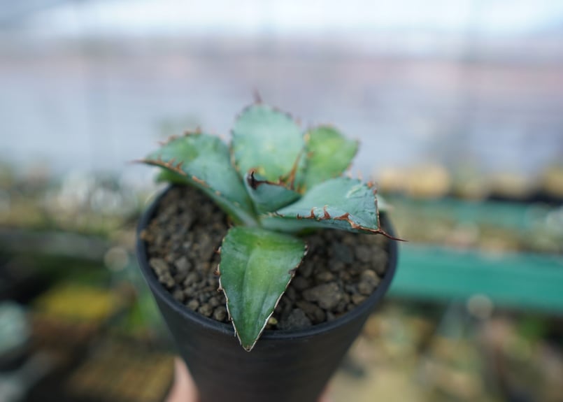 アガベ チタノタ ブルー agave titanota Blue No.1 | mana's