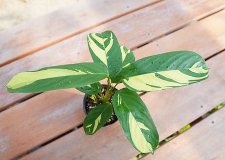カラテア　クテナンテ　ルベルシアーナ　Ctenanthe lubbersiana