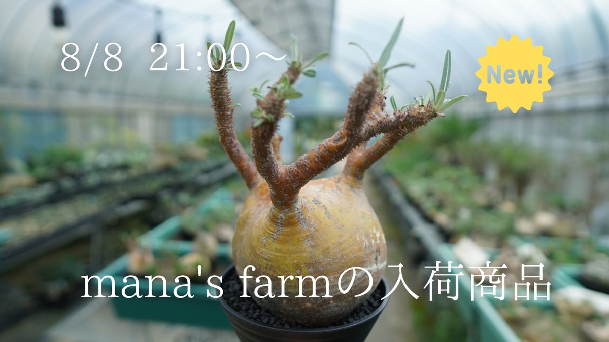 発根確認ができたパキポディウム現地株を多数アップします。 | mana's