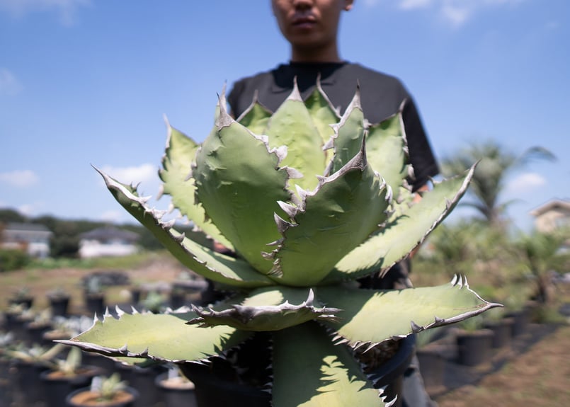 Agave Fo-76 特選特大株のカキコ株 | mana's farm:塊根植物・アガベ・ド