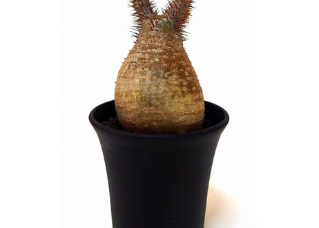 Pachypodium Gracilius パキポディウム  グラキリス  №4  little