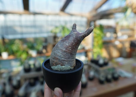 【未発根】パキポディウム　グラキリス　 Pachypodium Gracilius  No.16