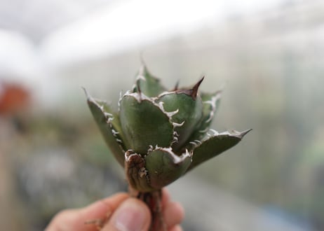 Agave titanota FO-76 C NO.1   (G)