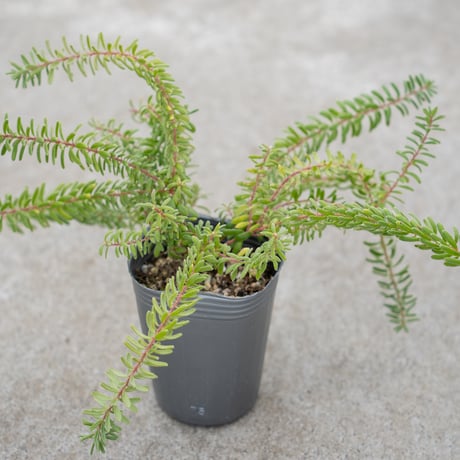 大きめ　実ものと秋の森のリース　キンポウジュ　パンパスグラス　グレビレア 茜雲」wreath グレビレアゴールドとパンパスのリース ナチュラル