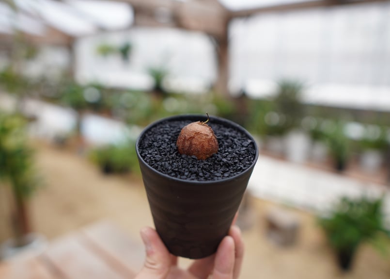 亀甲竜　2株セット 亀甲竜2 亀甲竜 2