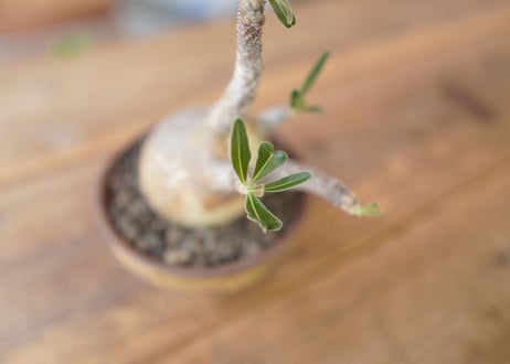 パキポディウム　グラキリス　 Pachypodium Gracilius