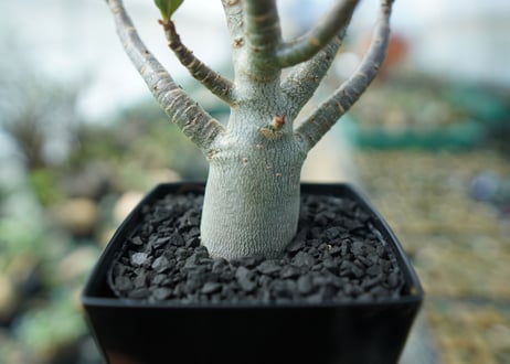 アデニウム　Adenium　No.6