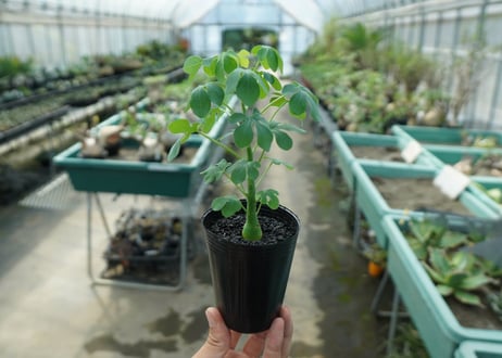 アデニア　グラウカ　Adenia glauca  No.8