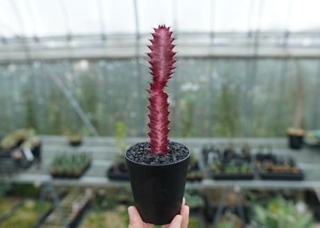 ユーフォルビア　紅彩雲閣　Euphorbia trigona f. rubra　No.1